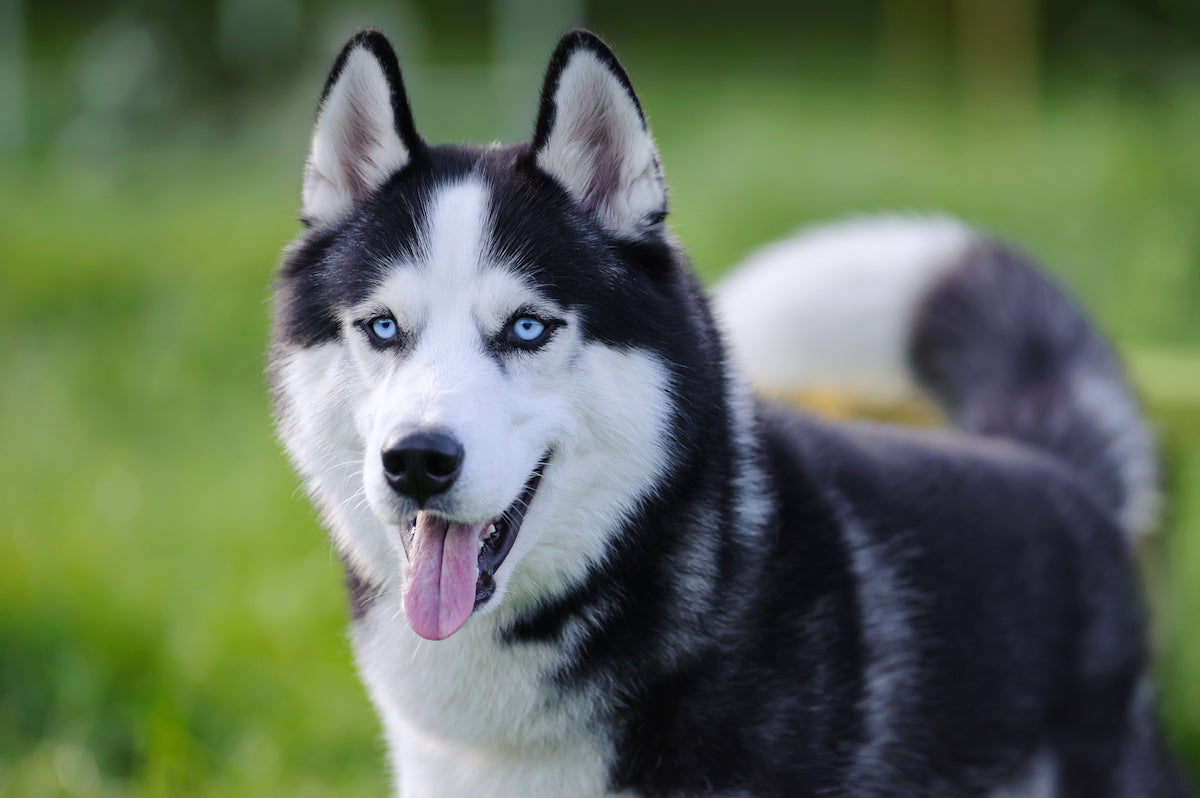 Tout sur le Husky Profil soins et caract re Oria Guizmo