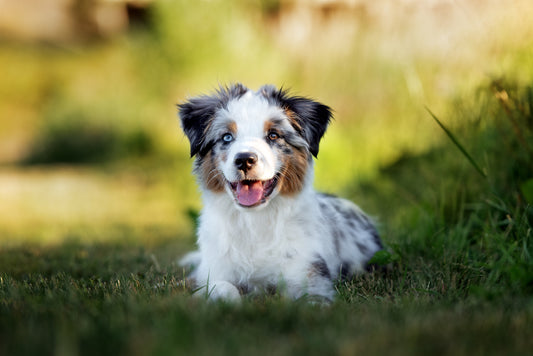 Le Berger Australien : une étoile montante dans le monde canin