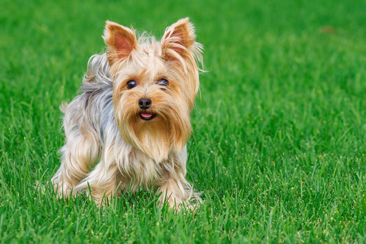 Le Yorkshire Terrier : petit par la taille, grand par le caractère