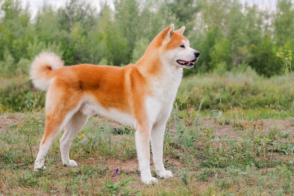 D couvrez le majestueux Akita Inu le chien japonais de renom